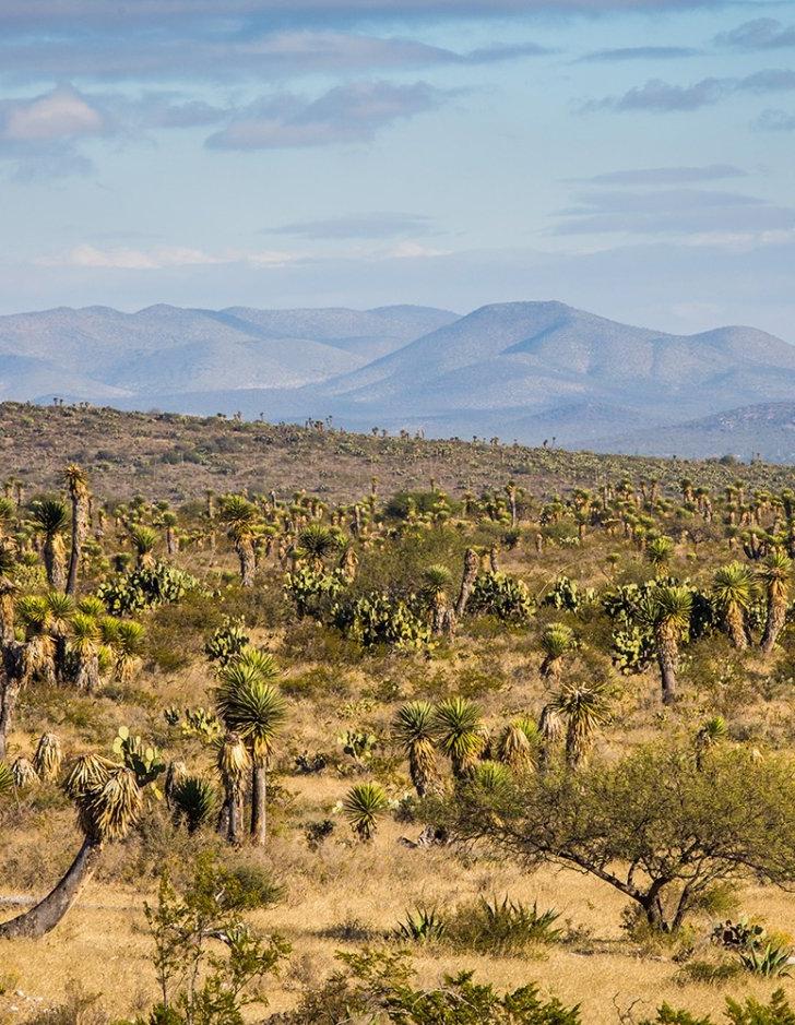 A large desert with several cacti in the foreground and mountains in the background